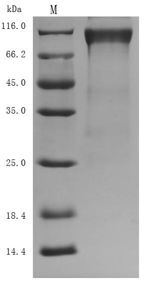 CSB-MP010053HUd9-SDS