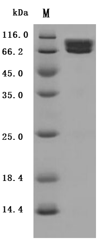 CSB-MP010949HU