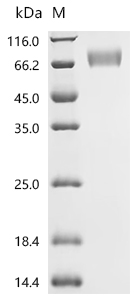 CSB-MP011047HU