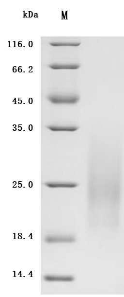CSB-MP011652HU