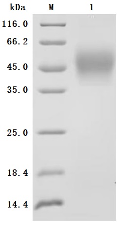 CSB-MP011661HU2-B Purity Verified