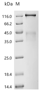 CSB-MP011753HU