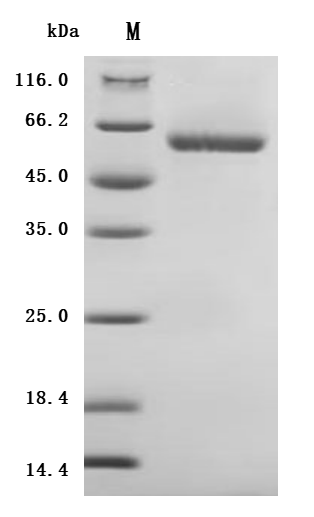 CSB-MP012719HU3