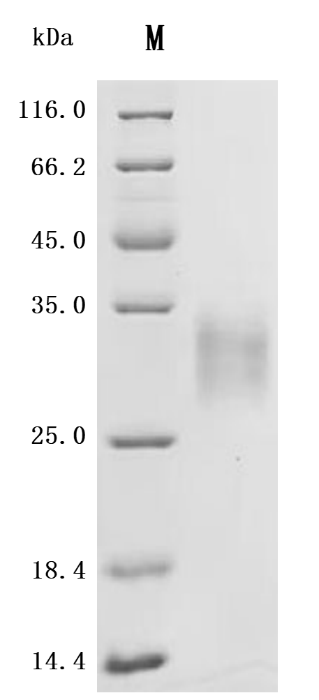 CSB-MP013227MO SDS