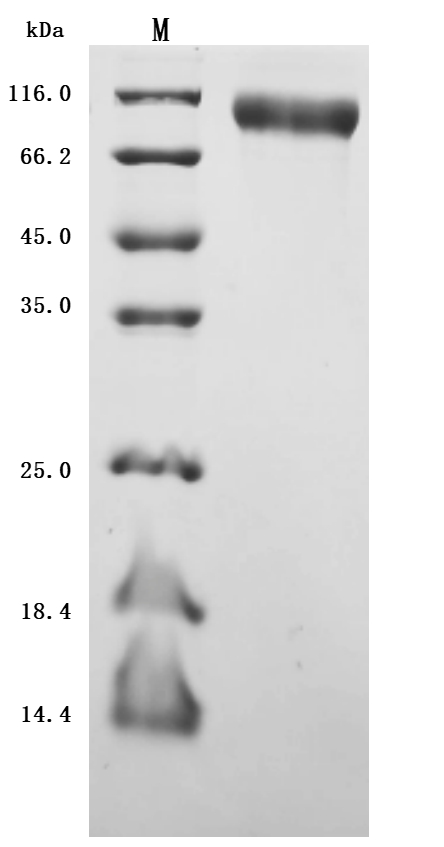 CSB-MP013481HU(F8)-SDS