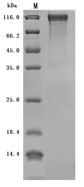 CSB-MP013481MO-SDS