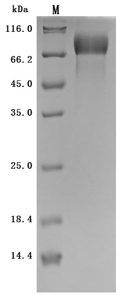 CSB-MP013481MOW-SDS