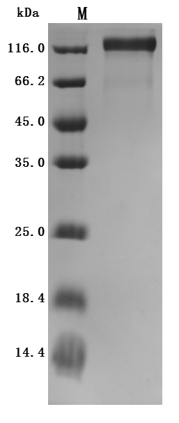 CSB-MP013481RA-SDS