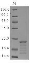 SDS-PAGE- Recombinant protein Mouse Mb