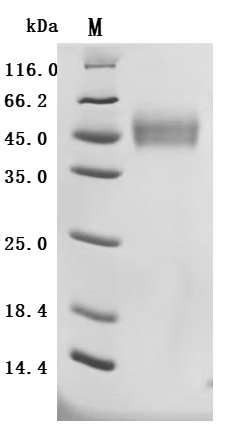 CSB-MP013813HUd7