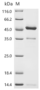 CSB-MP015057HU(A4) SDS