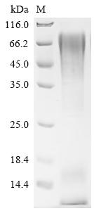 Recombinant Human Mucin-1 (MUC1) , partial, Biotinylated - image 1