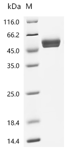 CSB-MP015551HU1 SDS