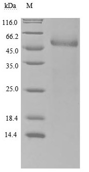 CSB-MP022725HU WB