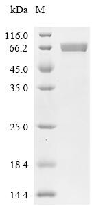 CSB-MP020734HU