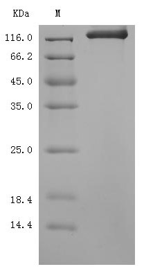 CSB-MP020990MO-SDS