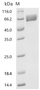 CSB-MP021640HU1