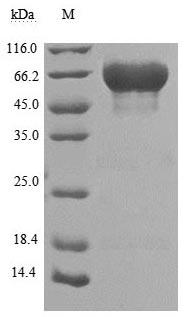 CSB-MP023072HU1 SDS-PAGE