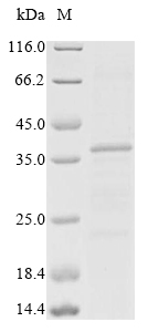 Recombinant Mouse Beta-tectorin (Tectb) - image 1