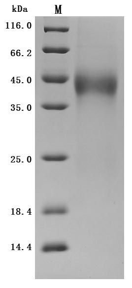 CSB-MP023437HU-SDS