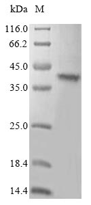 SDS-PAGE- Recombinant protein Mouse Tlr7