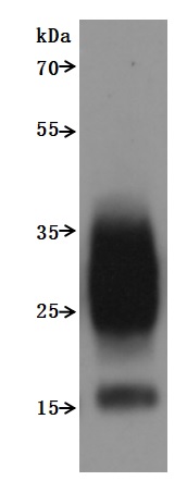 CSB-MP023615HU High Specifity Validated by SDS-PAGE