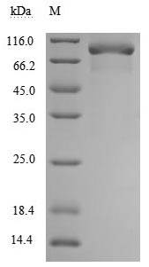 CSB-MP023969HU SDS-PAGE