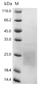 CSB-MP023971HU1