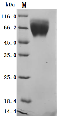 CSB-MP024093HUb0 SDS