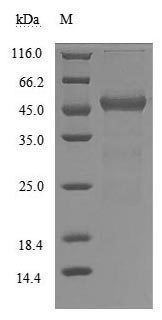 CSB-MP025270HUh6 SDS