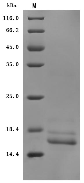 CSB-MP025270MO SDS