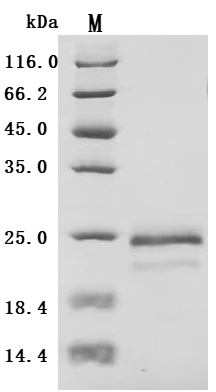 CSB-MP025833HU(F4)