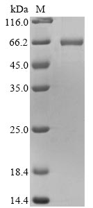 Recombinant Mouse Vimentin (Vim) - image 1
