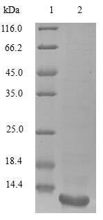 (Tris-Glycine gel) Discontinuous SDS-PAGE (reduced) with 5% enrichment gel and 15% separation gel.