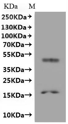 Recombinant Methanobacterium formicicum Probable formate transporter (fdhC) -VLPs - image 1