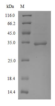 (Tris-Glycine gel) Discontinuous SDS-PAGE (reduced) with 5% enrichment gel and 15% separation gel.