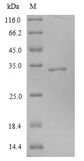 (Tris-Glycine gel) Discontinuous SDS-PAGE (reduced) with 5% enrichment gel and 15% separation gel.