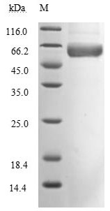 CSB-MP3324GMY1 SDS