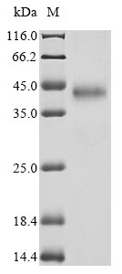 Recombinant Drosophila melanogaster GEO11329p1 (ITP) - image 1