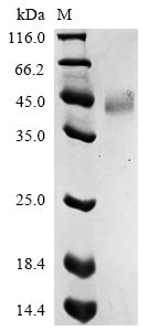 Recombinant Drosophila melanogaster GEO11329p1 (ITP) - image 1