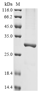 (Tris-Glycine gel) Discontinuous SDS-PAGE (reduced) with 5% enrichment gel and 15% separation gel.