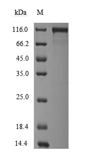 CSB-MP3414MOV-SDS