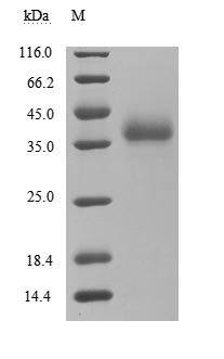 CSB-MP348663HQE SDS