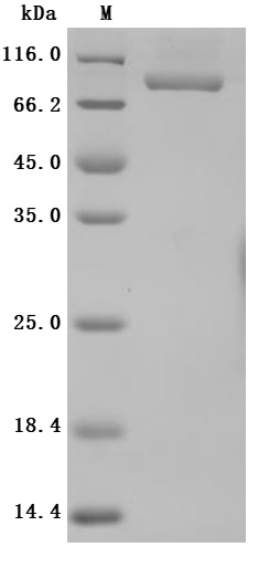 CSB-MP3648HU SDS-PAGE