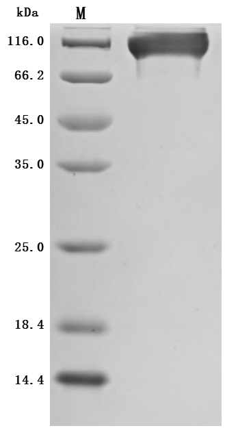 CSB-MP3947MOW-SDS