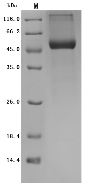 CSB-MP4018MO-SDS