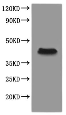 CSB-MP4097XBE is detected by Mouse anti-6*His monoclonal antibody.
