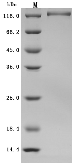 CSB-MP4278MOV SDS