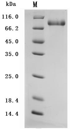 CSB-MP865099HU SDS