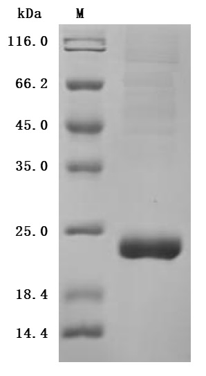 CSB-MP4727MOV SDS-PAGE